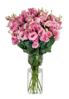 Aube _3_Pink _II_208_vaas [1]