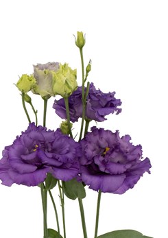 Lisianthus -Alissa -1-Blue