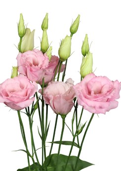 Lisianthus -Mariachi -light -pink