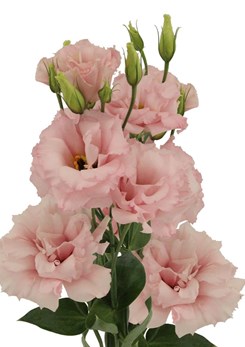 Lisianthus -Echo -light -pink