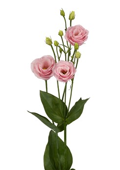 Lisianthus -Rosita -1-Light -Pink -1