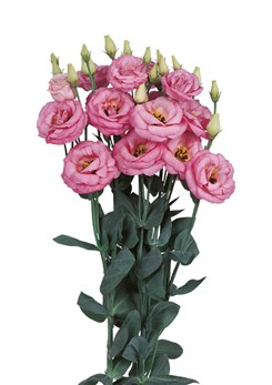 Lisianthus -Rosita -2-Pink -2