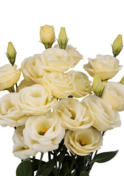 Lisianthus -Rosita -2-Yellow -II-1