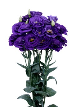 Lisianthus -Excalibur -2-Blue
