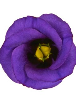 Lisianthus -Solo -Violet
