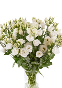Lisianthus -Rosita -3-Pure -White -IV