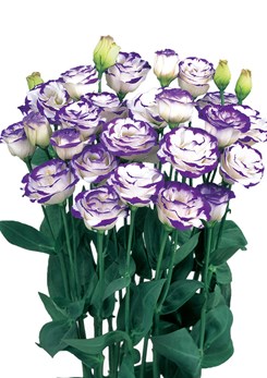 Lisianthus -Rosita -3-Blue -Picotee -2
