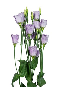 Lisianthus -Piccolo -2-Lavender