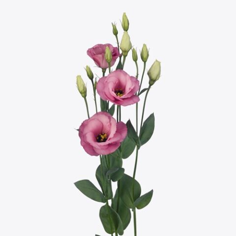 Arena 4 Rose